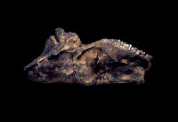 藏品(野豬頭化石)的圖片